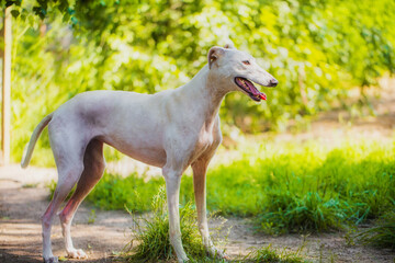 Fototapeta na wymiar Beautiful hound walking on a summer sunny day