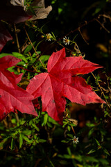 red maple leaves