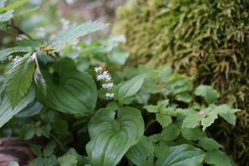 Obraz premium 白い花 高山植物 花 山草 白馬
