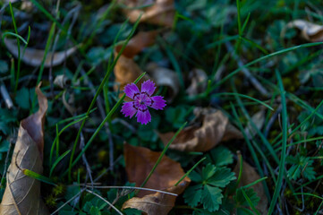Blue forest small flower. Wild forest flowers in autumn on a background of fallen leaves close up