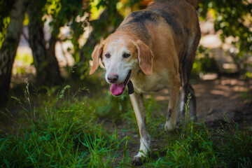 Portrait of a hound dog in summer on a sunny day