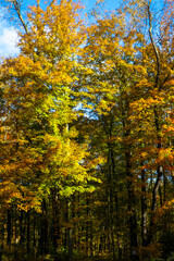 autumn in the forest