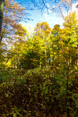 autumn forest in the morning