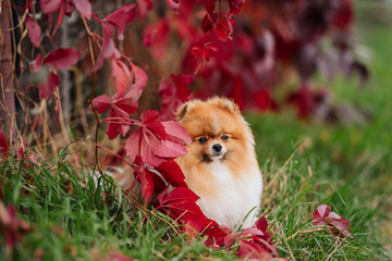 Fototapeta na wymiar young German Spitz sits on the grass against a background of red wild grapes. fall. autumn mood. the dog looks directly into the camera. national dog day. outdoor pet
