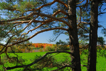 Veiw of Oak Ridges Morraine through a pine tree