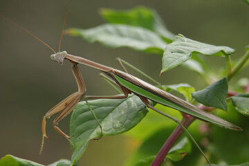 green praying mantis