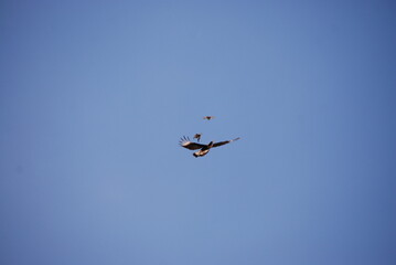 Fototapeta na wymiar eagle and birds in the sky