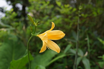 ニッコウキスゲ 百合　オレンジ　長野　高山植物　栂池　白馬