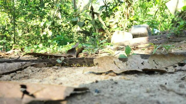 A viper, bothrops asper, with a brown coloration slowly sliding by the camera from the right to the left side.
