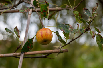 A single apple growing on an apple tree supported by bamboo sticks
