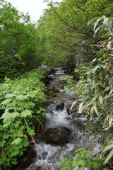 清流　川のせせらぎ　栂池自然園　夏休み　川　小川　高原