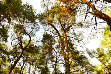Skyscape at evergreen pine forest. Travel, ecotourism, natural autumn background with coniferous trees