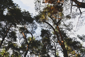 Skyscape at evergreen pine forest. Travel, ecotourism, natural autumn background with coniferous trees
