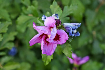Syrian purple hibiscus blooming flower close up