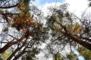 Skyscape at evergreen pine forest. Travel, ecotourism, natural autumn background with coniferous trees