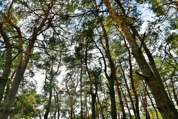 Skyscape at evergreen pine forest. Travel, ecotourism, natural autumn background with coniferous trees