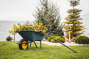 Final garden work of autumn. Green wheelbarrow in the garden. Garden wheelbarrow full of dry leafs and branches. Autumn garden theme. - obrazy, fototapety, plakaty