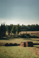 Rolled hay from different grasses into large rolls on a field with green grass