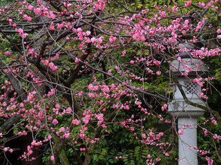 京都北野天満宮の紅梅