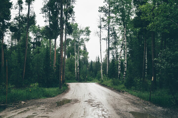 Dark, spooky scene and mood on a rainy overcast day on Moose-Wilson road, unpaved with potholes in...