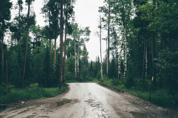 Dark, spooky scene and mood on a rainy overcast day on Moose-Wilson road, unpaved with potholes in Grand Teton National Park