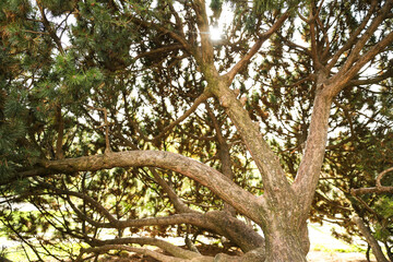 pine trunk on the background of the sun
