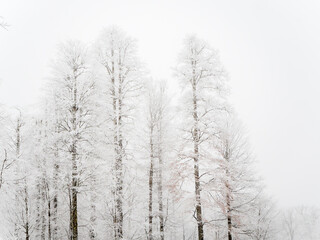 Tall trees covered with snow in fog against a cloudy sky
