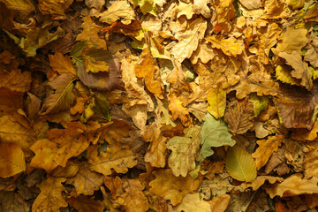 background of fallen autumn leaves