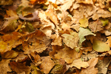 background of fallen autumn leaves