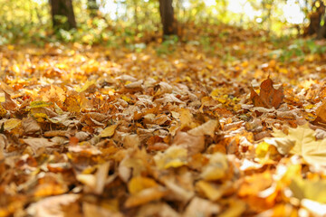 background of fallen autumn leaves