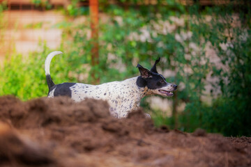 A young black and white pointer runs fast in summer