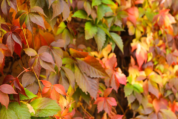 autumn background with colorful ivy