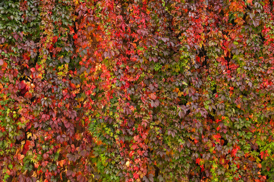 autumn background with colorful ivy