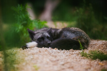 Sleeping black fox in natural habitat