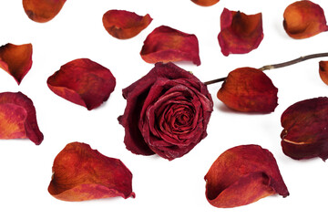 Red dried rose on a white background with scattered petals, isolate, close-up.