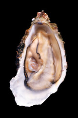 Naklejka premium 牡蠣