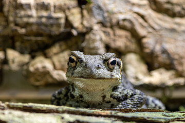 Portrait of a common frog (rana temporaria) looking at the camera