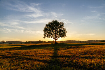 Fototapeta na wymiar Herbstimmung auf dem Land - Ein Baum im Gegenlicht im Herbst