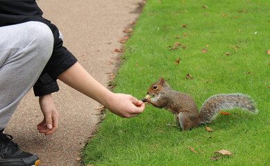 A Grey squirrel taking a nut from a teenagers hand © Dennis