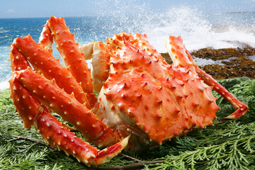 タラバガニ © Paylessimages