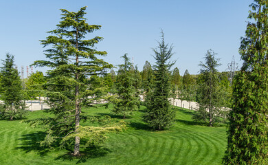 Beautiful Lebanon Cedar tree (Cedrus libani) with group of young lebanon cedars on lush green lawn...