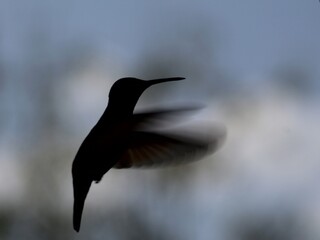Colibrí © Luis MARINA