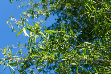 Close-up of Willow oak (Quercus phellos) green foliage under autumn sun against the background of blue clear sky. Public landscape city park Krasnodar or 'Galitsky park' for relaxation and walking