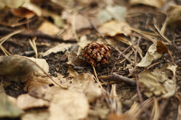 close up of pine cone