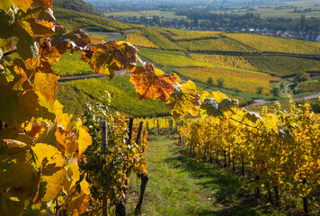 Vignes d'automne