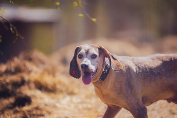 Beautiful portrait of a hound dog in summer