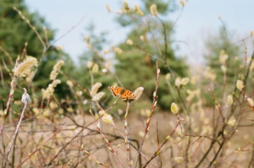 flower in the field