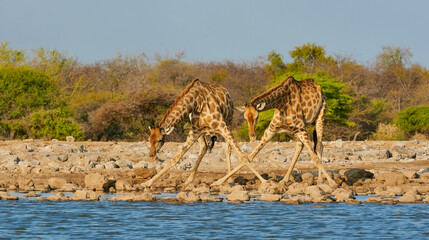 Two giraffes drinking from a waterhole.