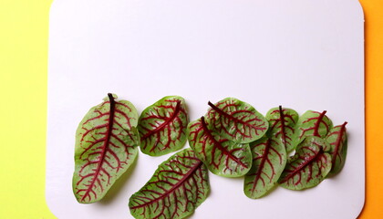 Green sorrel leaves with bloody veins original color top view, selective focus, space for text.