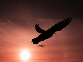 Naklejka premium Close-up picture of black silhouette of a mature flying pigeon on the twilight during sunset 